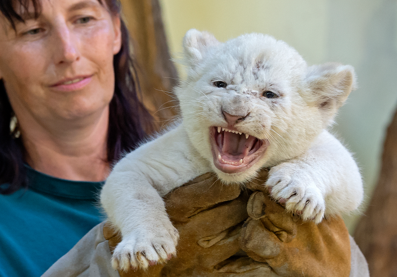 Illustration for article titled Experts Say These Lion Cubs Are Growing Great; Jezebel Says They Could Be FatterÂ